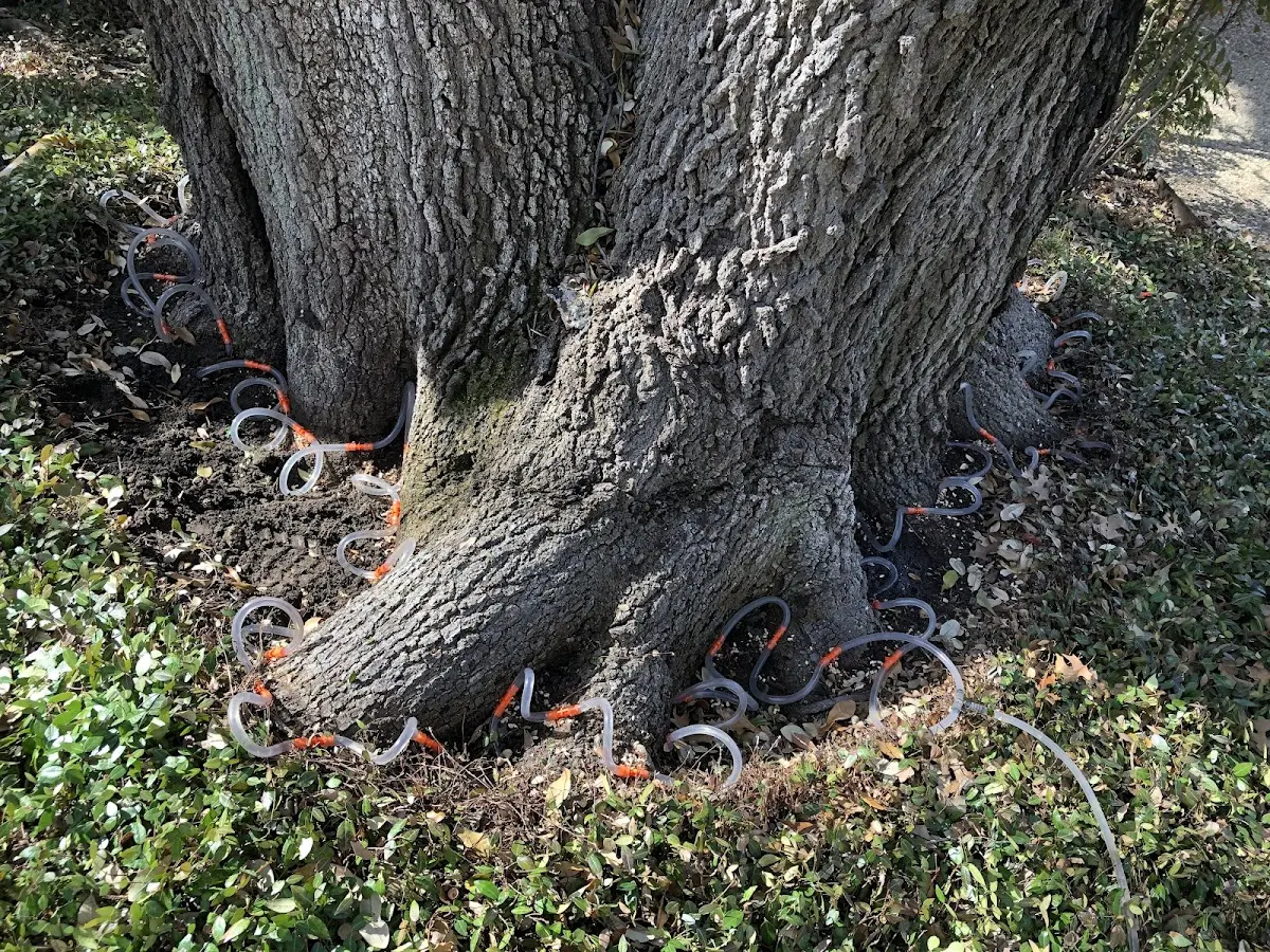 Detailed Tree Cabling and Bracing job site in Oakboro
