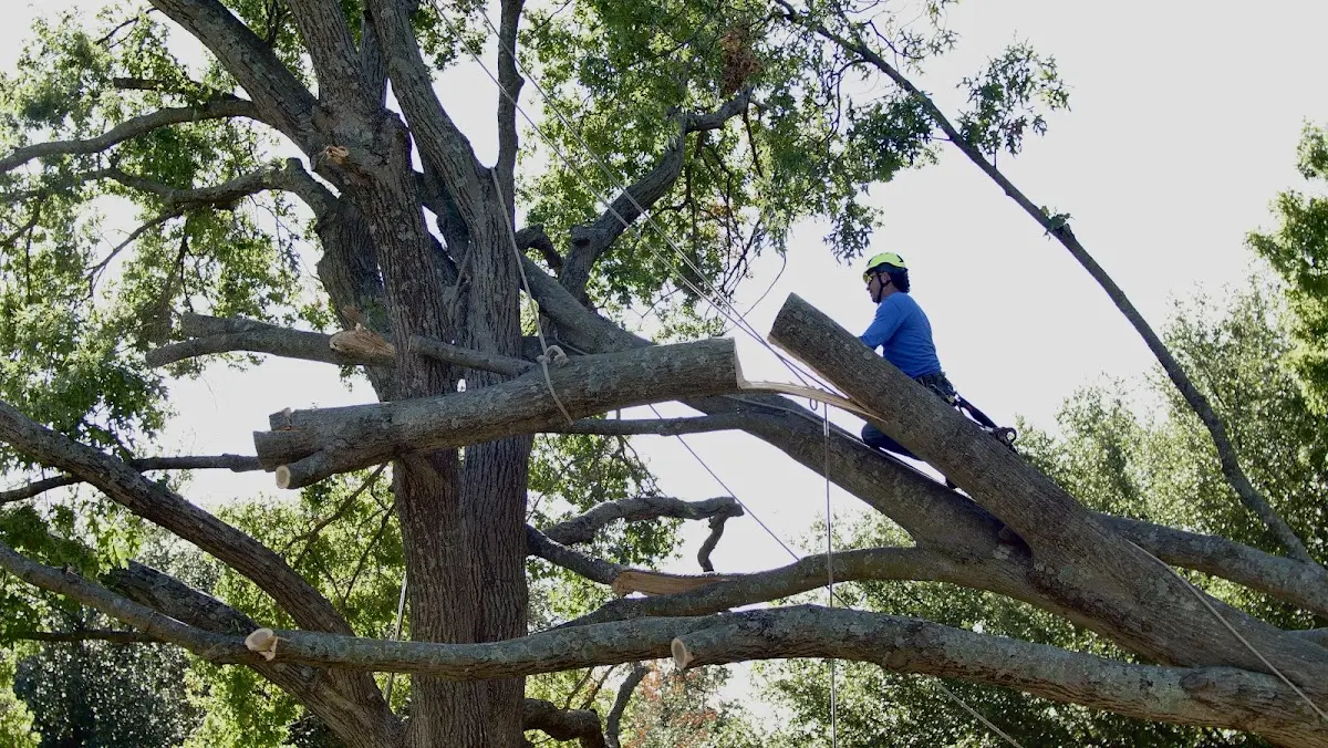Professional Hazardous Tree Removal performed by certified arborists in Oakboro